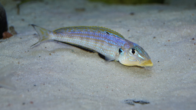 Enantiopus sp. 'kilesa'